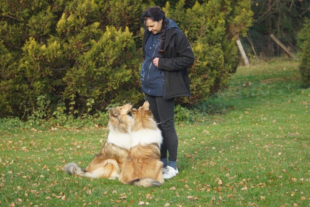 OWCZAREK SZKOCKI DŁUGOWŁOSY SUCZKA - 6