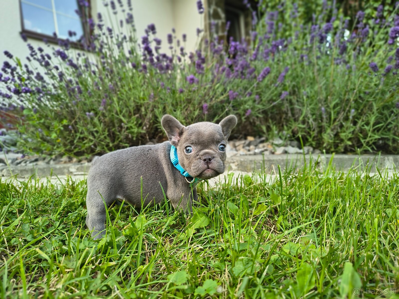 Buldog francuski - 6