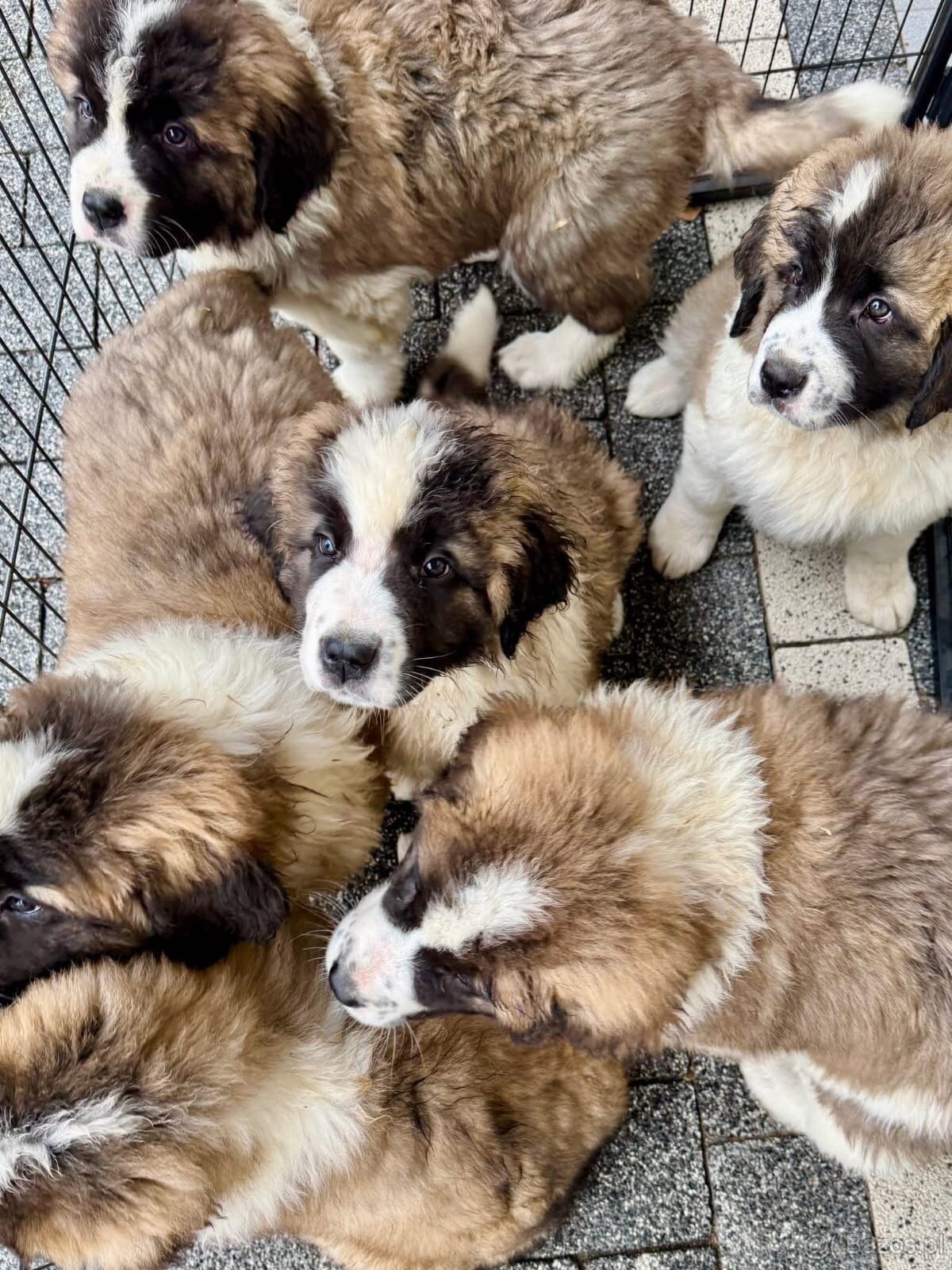 Moskiewski Pies Strozujacy - 6