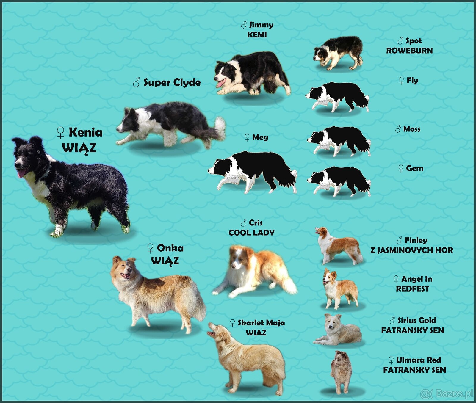 Przepiękna suczka BORDER COLLIE - dokumenty hod, badania rod - 6