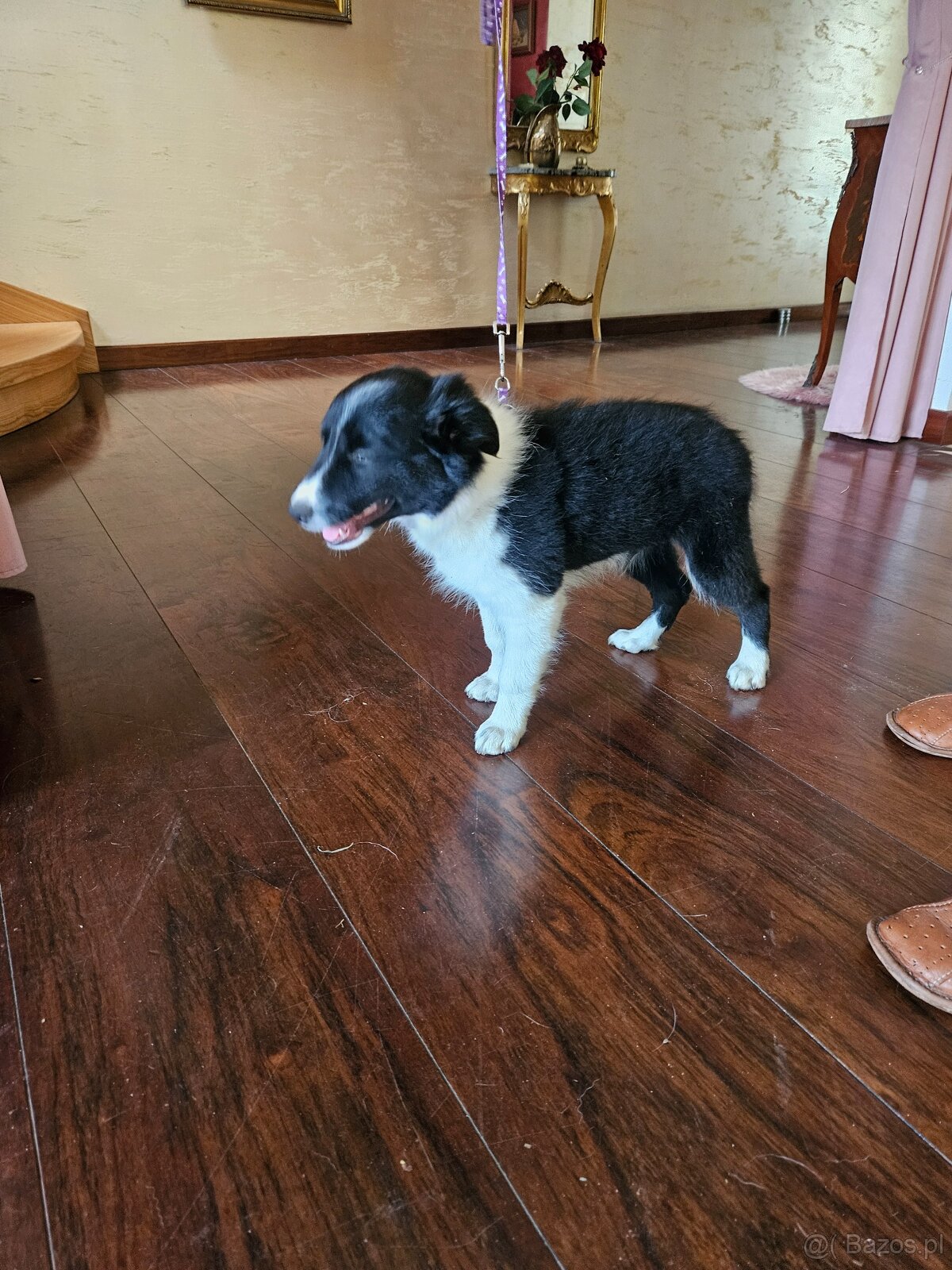Border Collie - 6