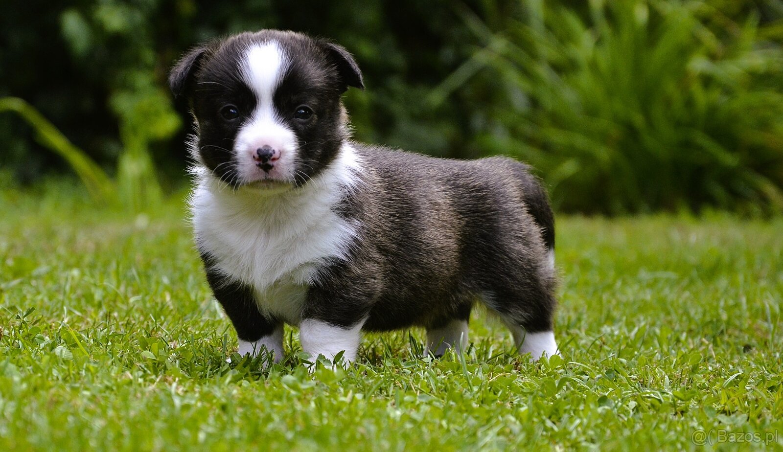 Welsh Corgi Cardigan ZKwP/FCI - 6