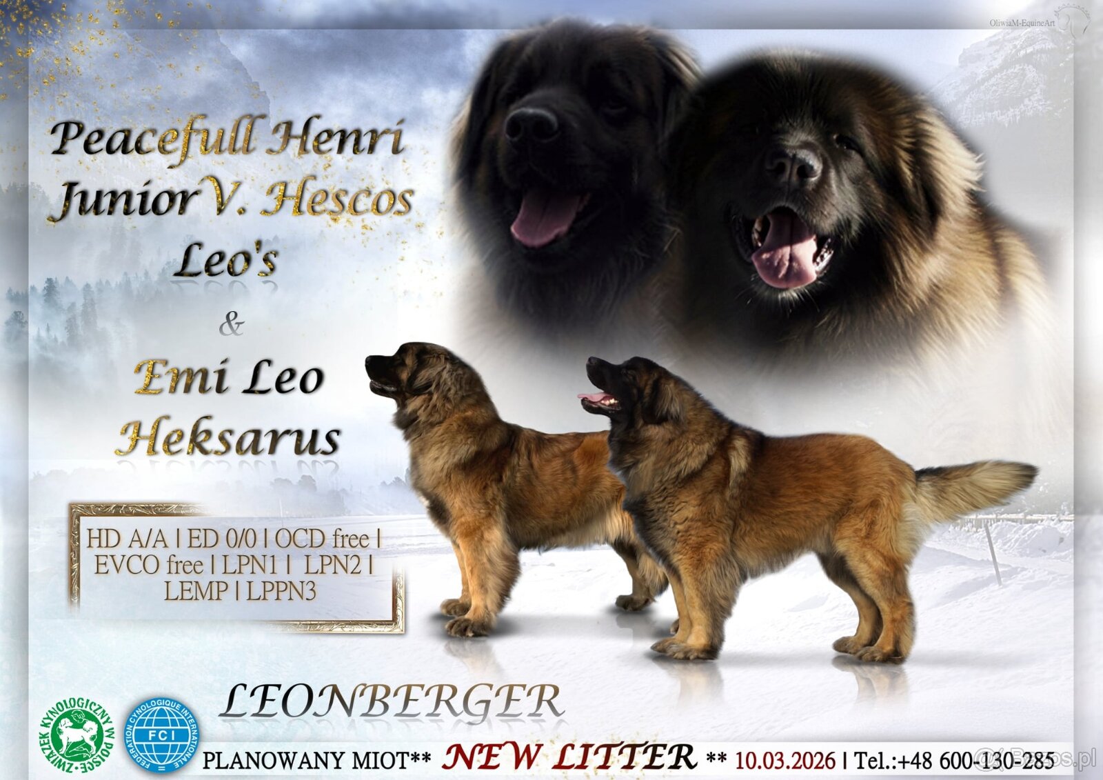 Leonberger suczka FCI po Championach - 6