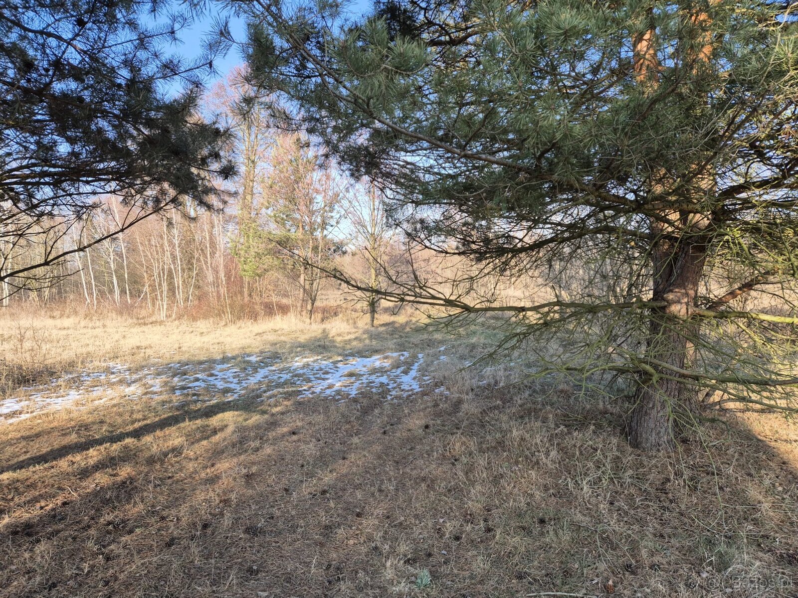 Działka Rolno-Rekreacyjna 3000m2 przy Puszczy Bolimowskiej - 6