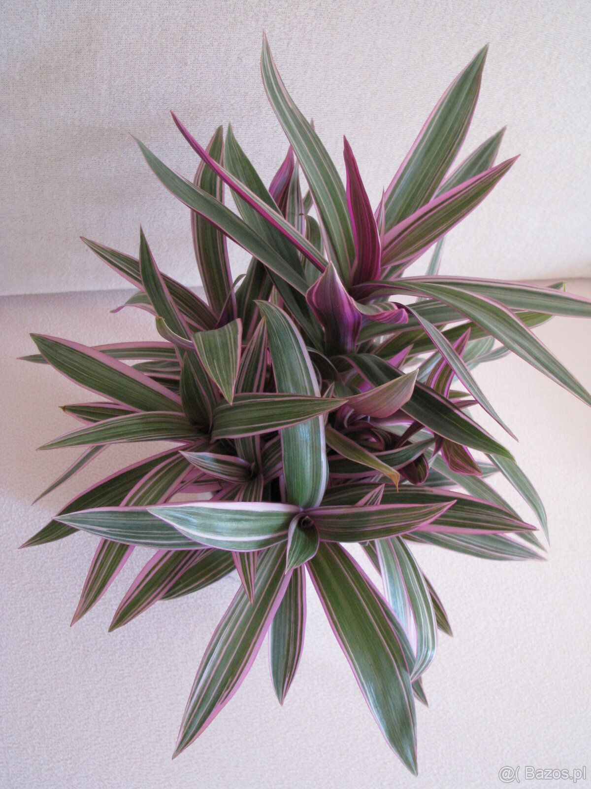 Reo meksykańskie trzykrotka tradeskancja piękna wielokolorow - 6