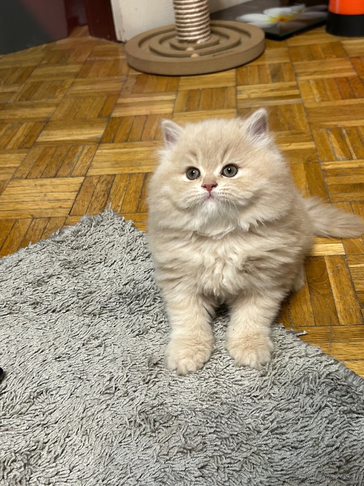 Brytyjskie kocięta z rodowode - 6