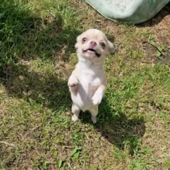 Chihuahua śliczna kremowo biała suczka - 6