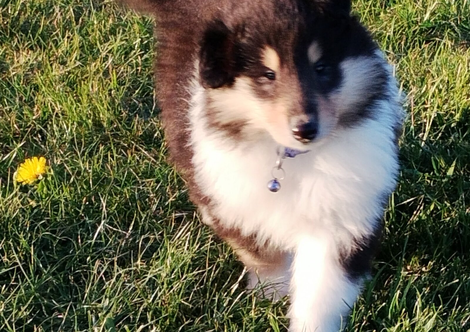 Owczarek szkocki collie długowłosy - 6