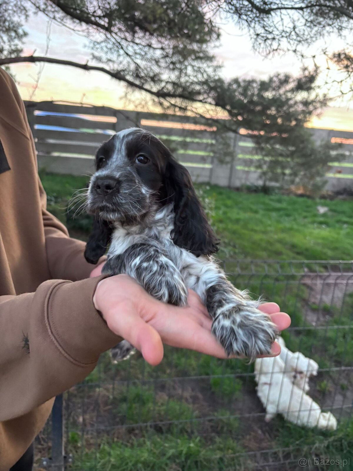 Cocker spaniel angielski - 6
