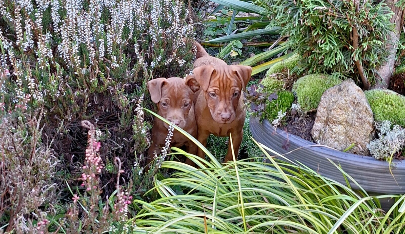 Szczeniaki Patterdale Terrier Terier ZKwP FCI - 6