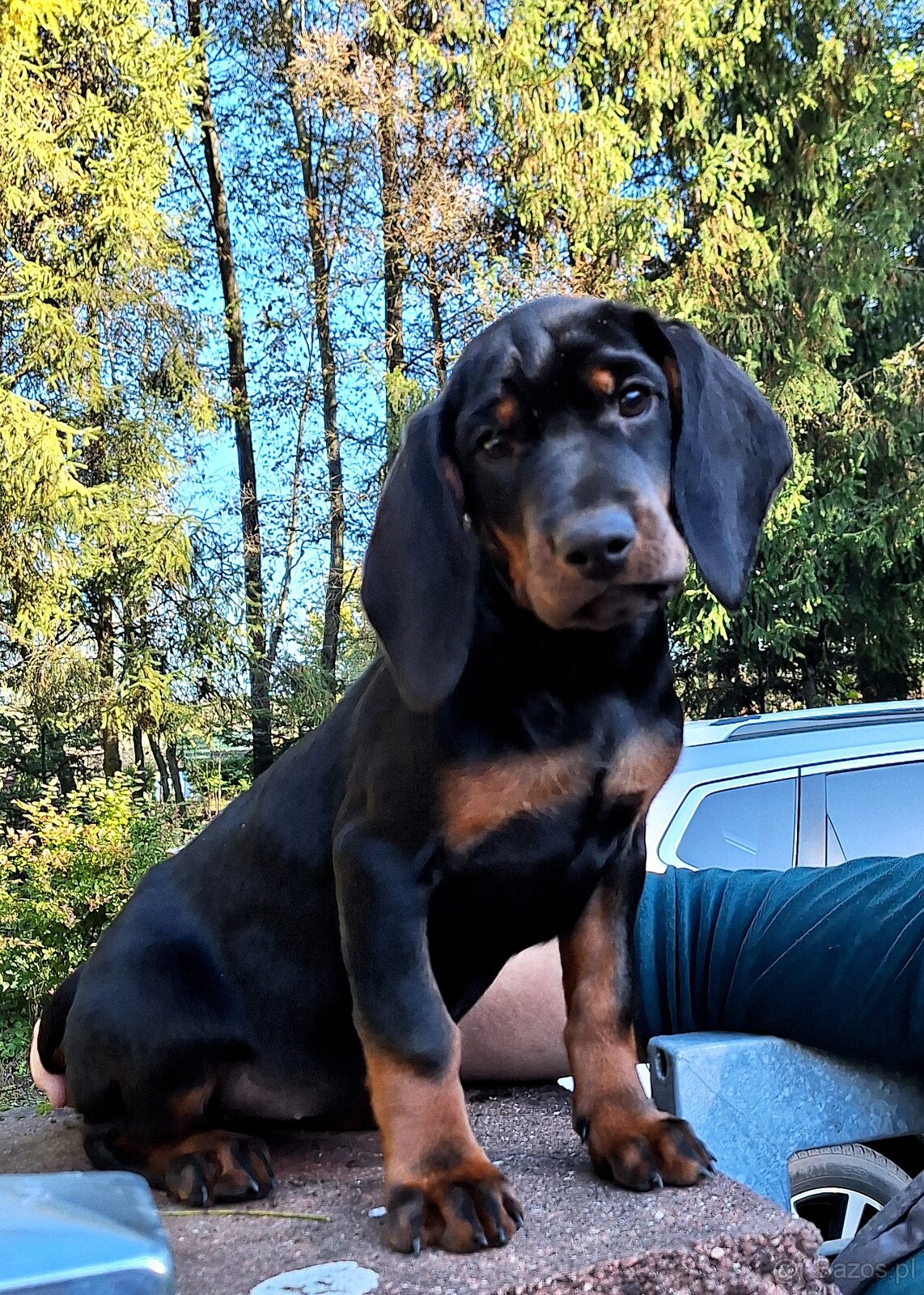 Gończy Słowacki KOPOV ZKwP FCI - 6