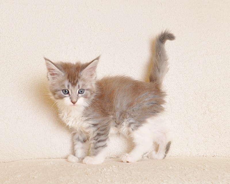 Przepiękna koteczka Maine Coon - LEGALNA HODOWLA - 6