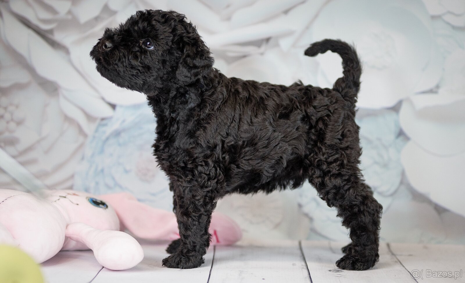 Szczeniak Kerry Blue Terrier - 6