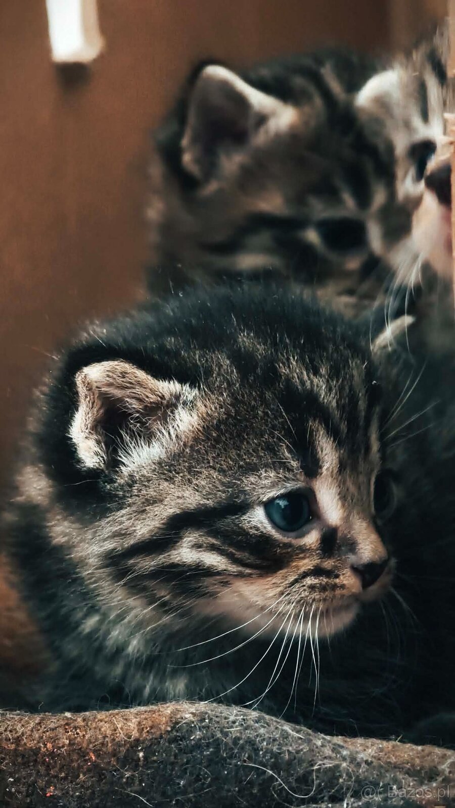 Kociaki na sprzedaż po 23 lutego. W typie norweski leśny - 6