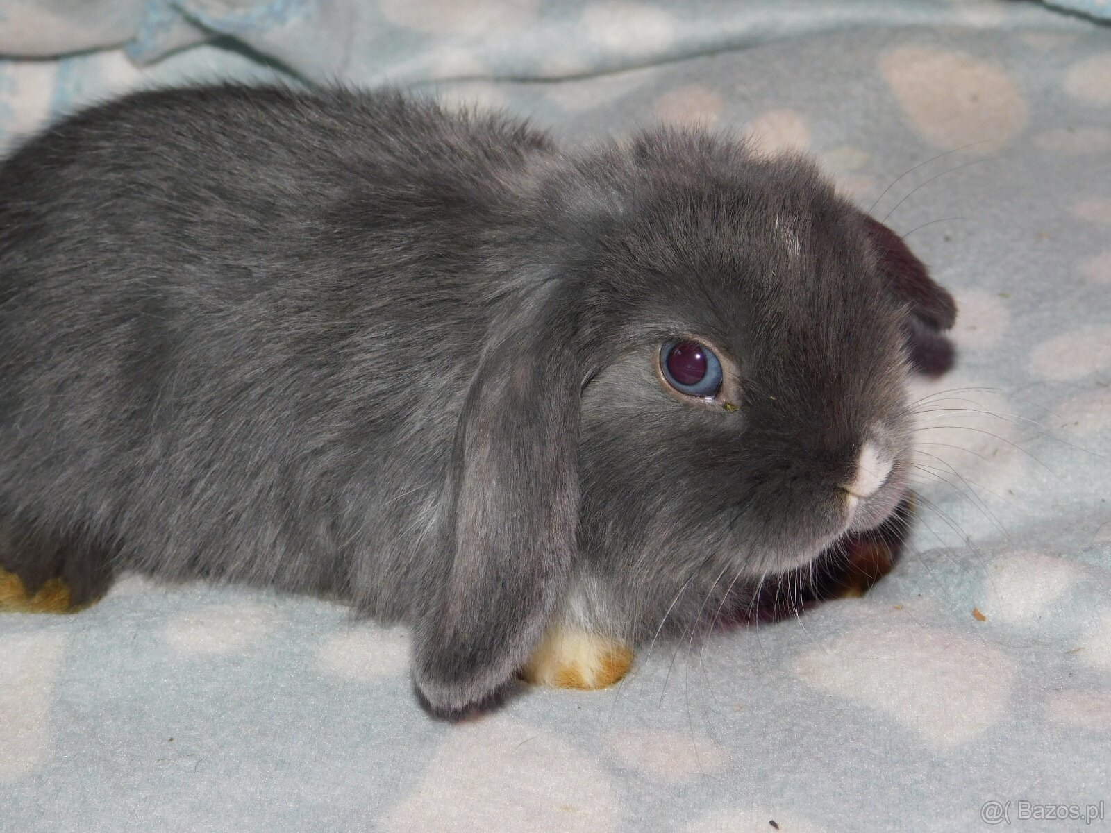 Baranki mini lop - 6