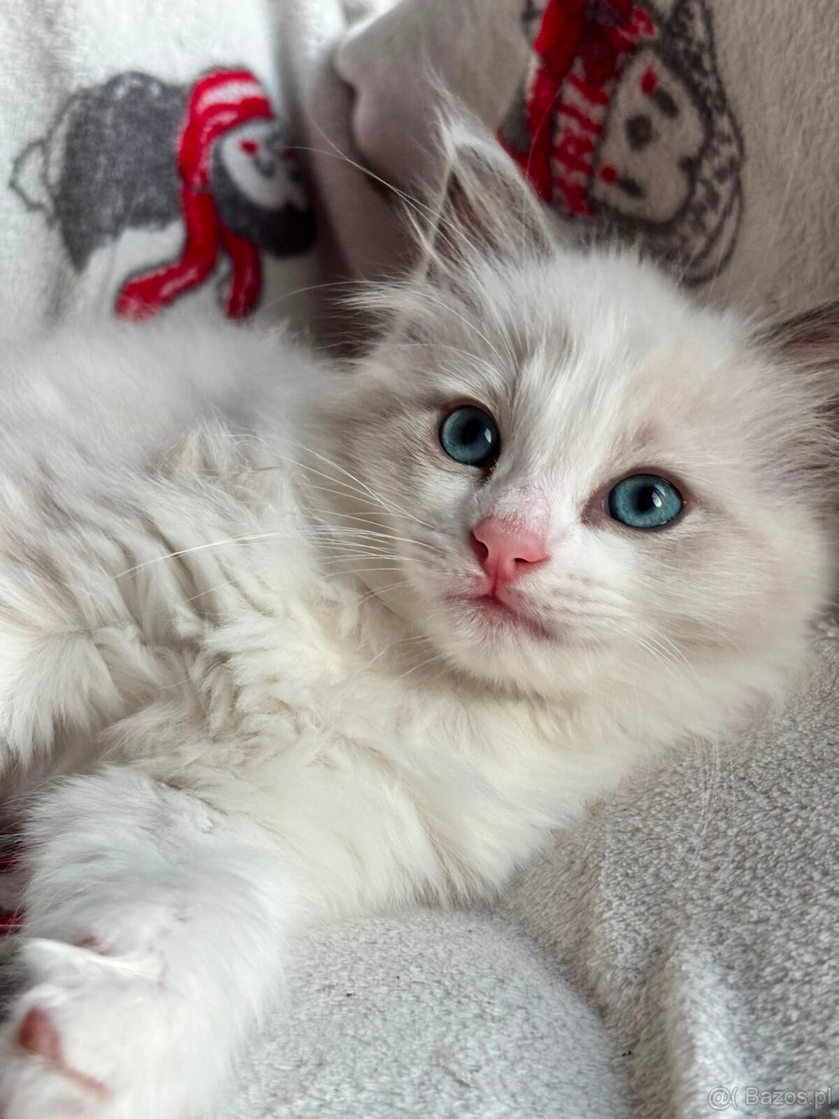 RAGDOLL kocurek blue bicolor - 6