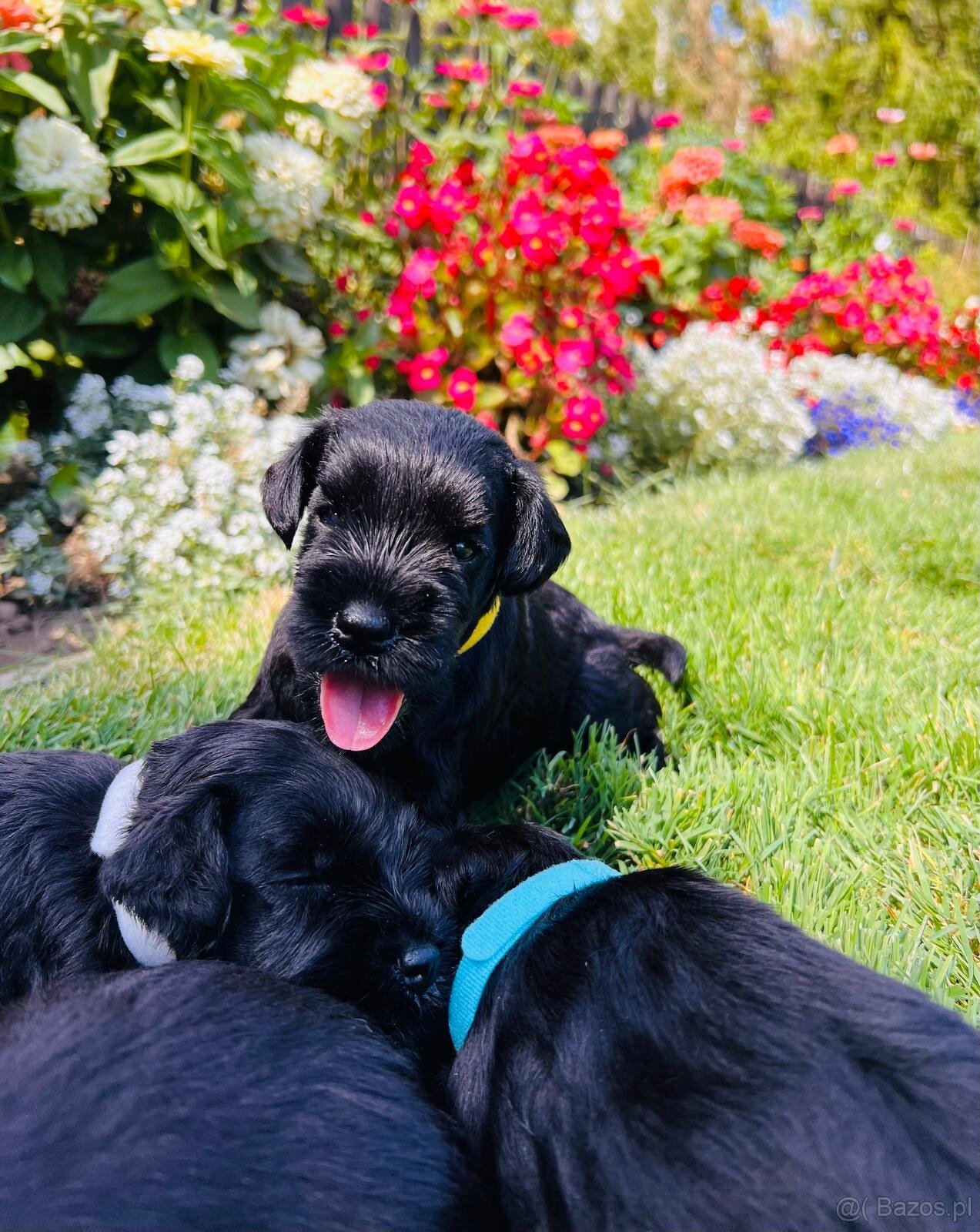 Sznaucer miniaturowy - 6