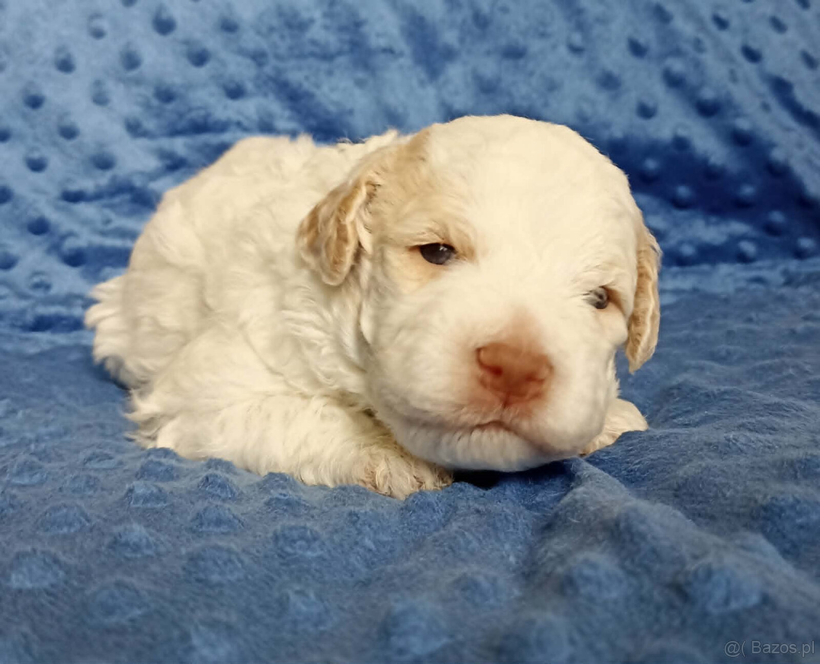 Lagotto Romagnolo, piękne szczenięta ZKwP/FCI - 6