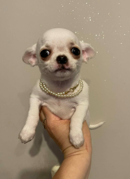 Chihuahua śliczny biały piesek - 6