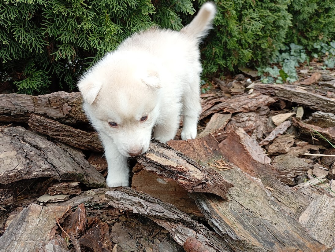 Siberian husky - 6