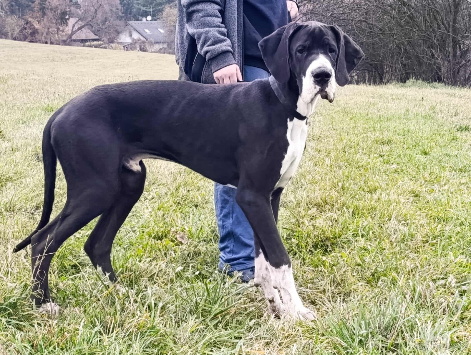 Dog niemiecki z rodowodem - 6