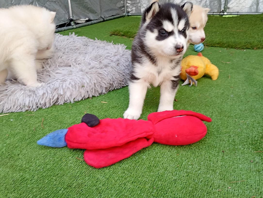 Siberian husky girl - 6