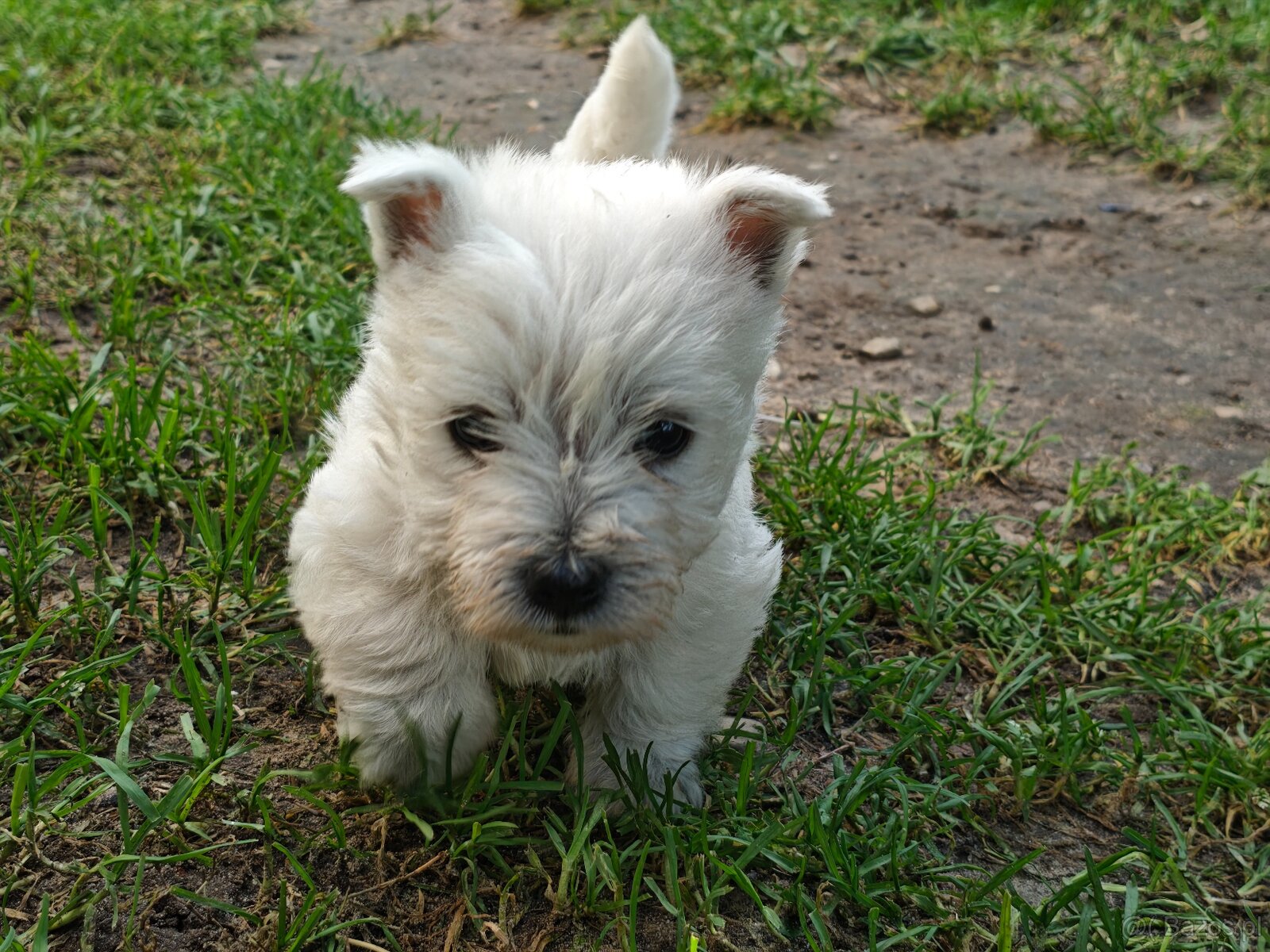 Szczenięta West Highland White Terrier - 6