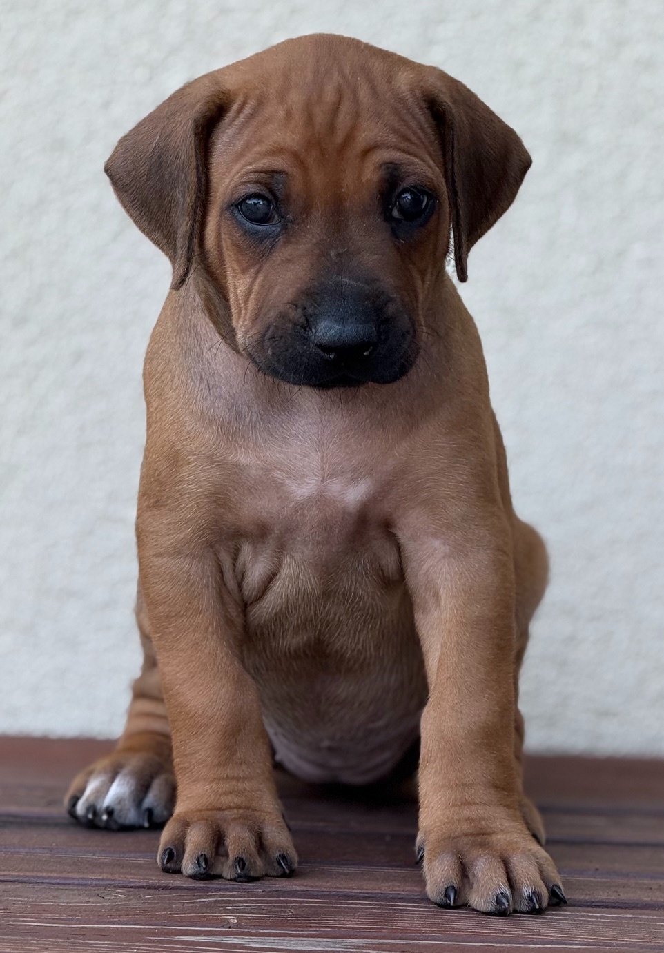 Rhodesian ridgeback - 6