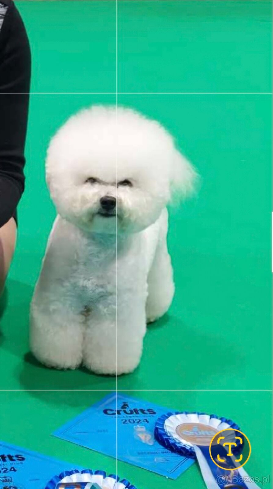Bichon frise s PP - 6