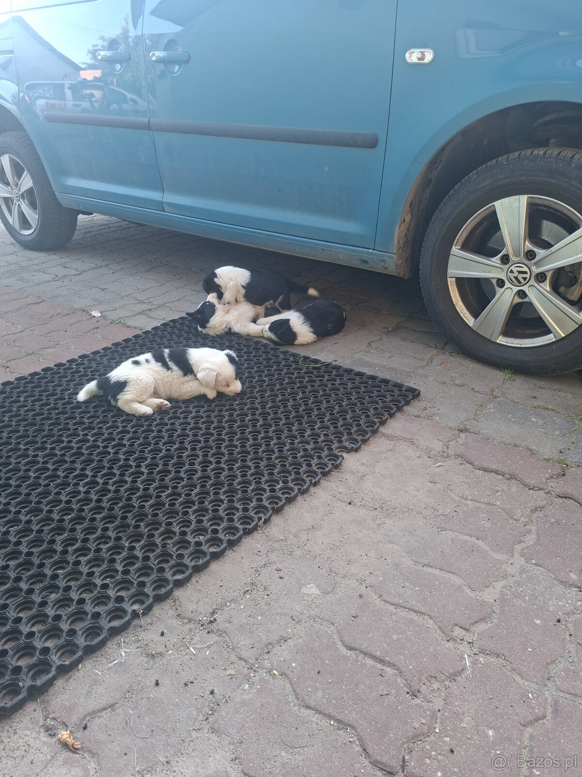 Border collie - 6