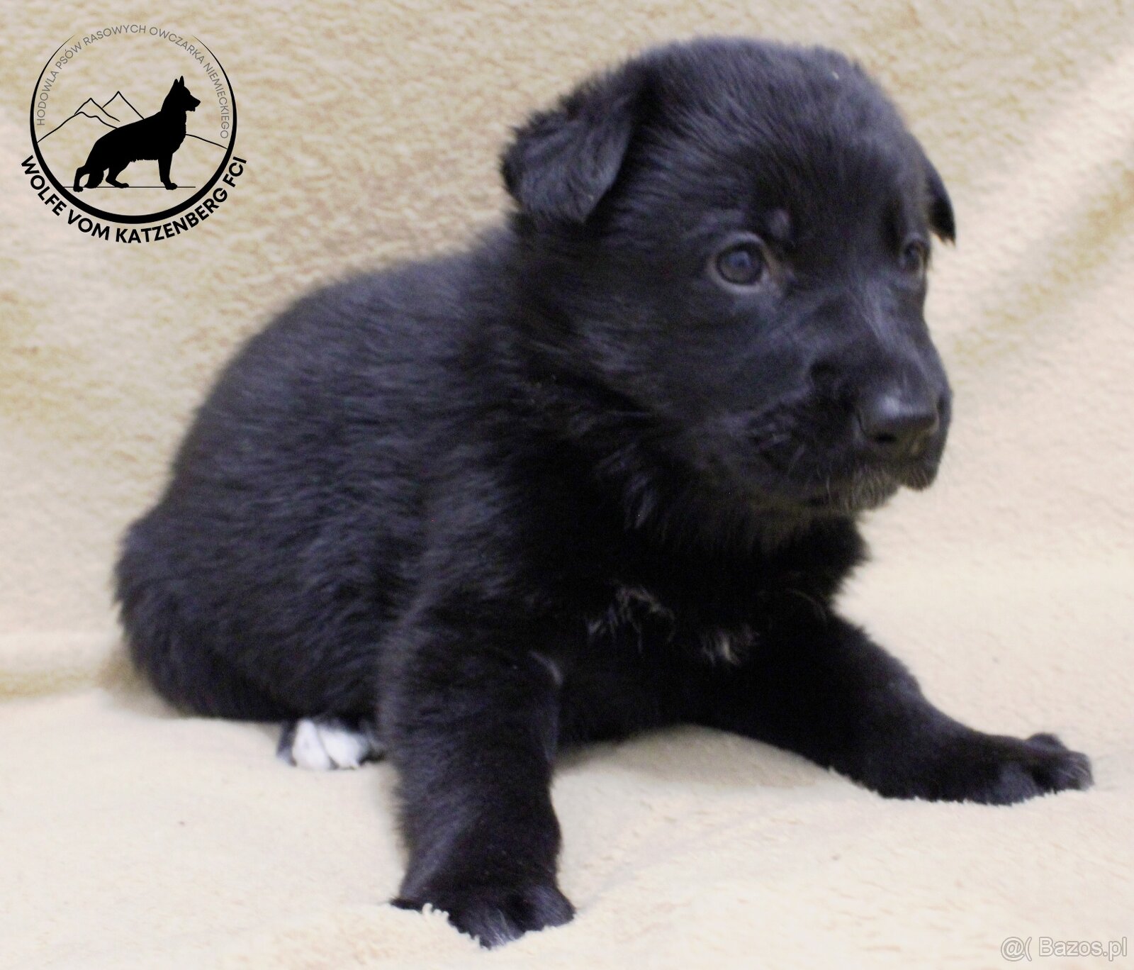 Owczarek niemiecki krótkowłosy szczeniaki o: Mistrz Świata - 6