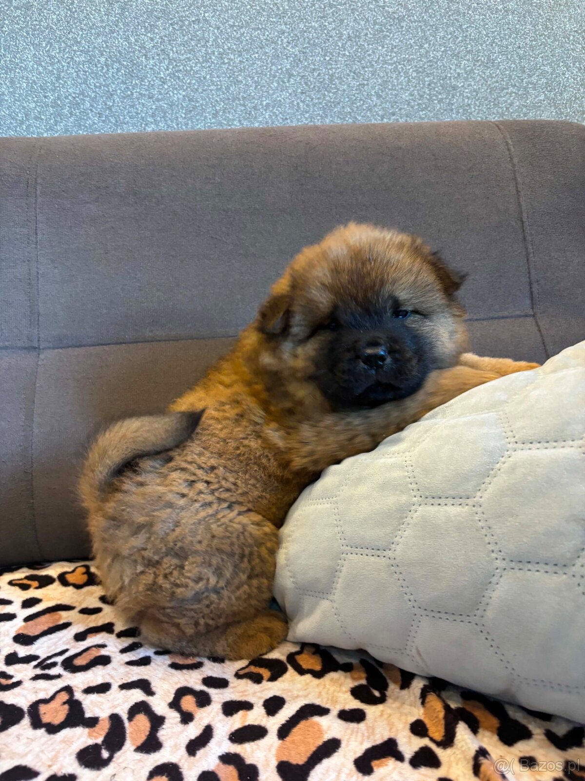 Chow Chow - 6