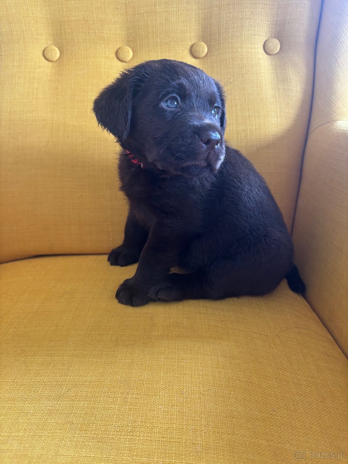 Labrador czekoladowy szczenię - 6