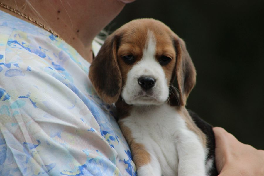 Beagle szczeniaczki ZKwP FCI po Championie - 6