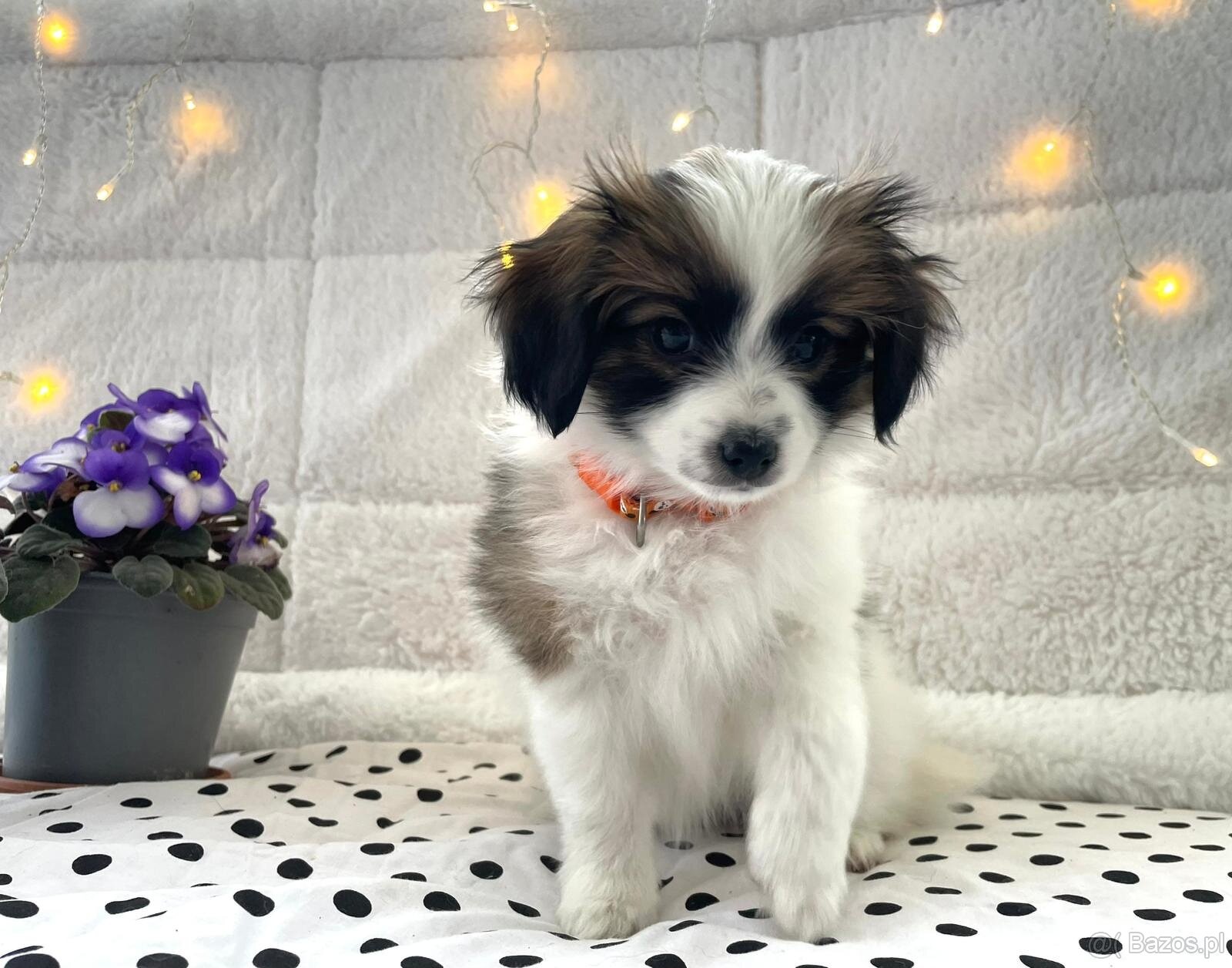 spaniel kontynentalny miniaturowy, phalene, nie papillon - 6