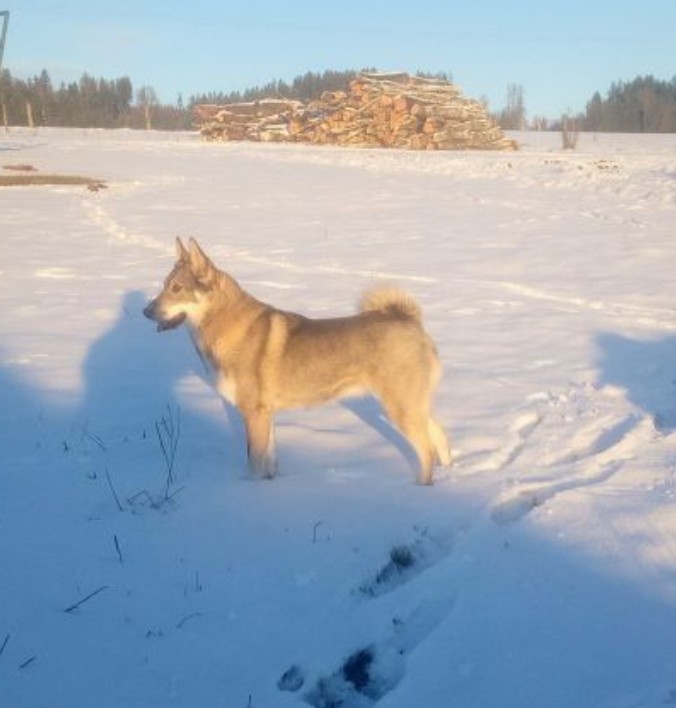 Západosibiřská lajka - 6
