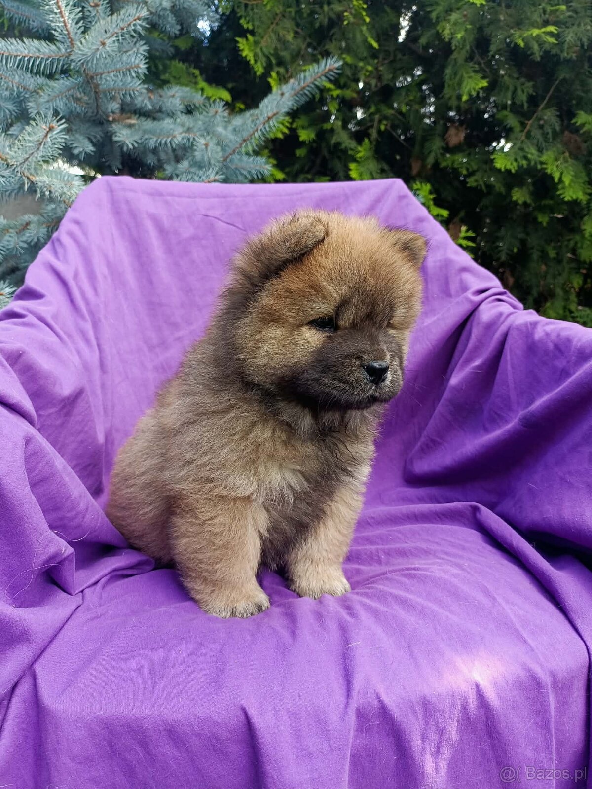Wzorcowe Chow Chow Czał Czał rodzice FCI - 6