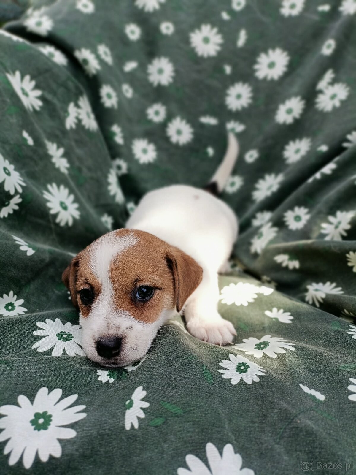 Jack Russell terrier JRT rodzice FCI - 6