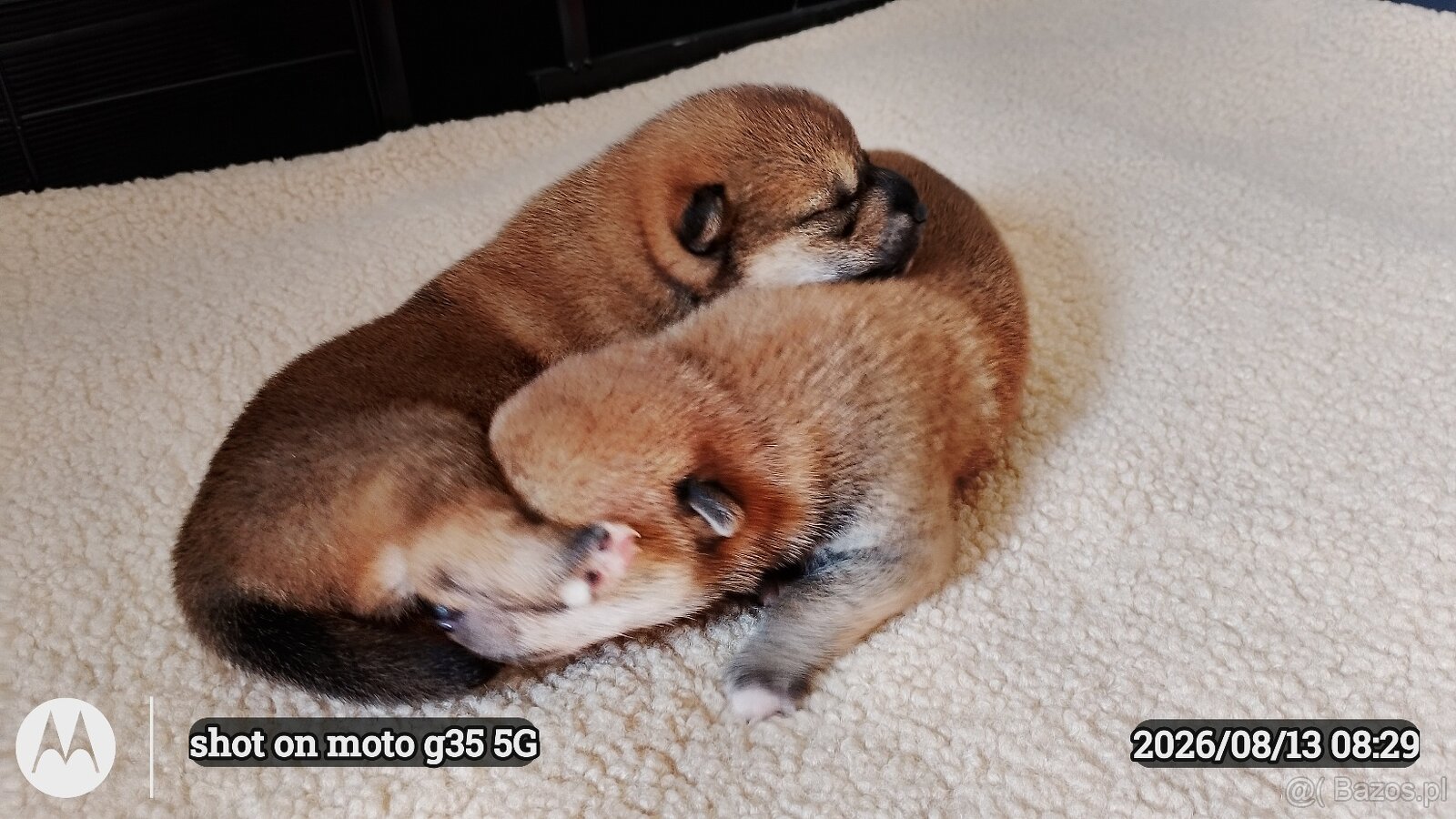Dwoje szczeniąt Shiba Inu ur.07.08.2026r. - 6