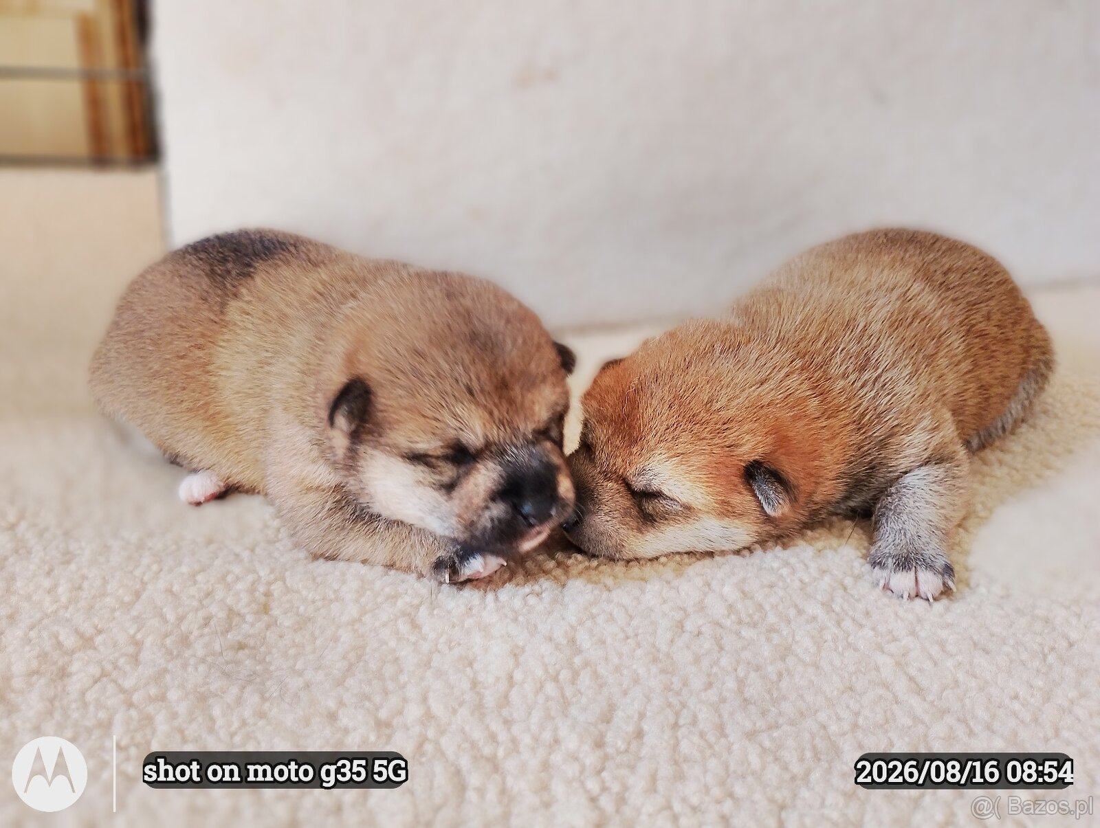 Dwoje szczeniąt Shiba Inu ur.07.08.2026r. - 6