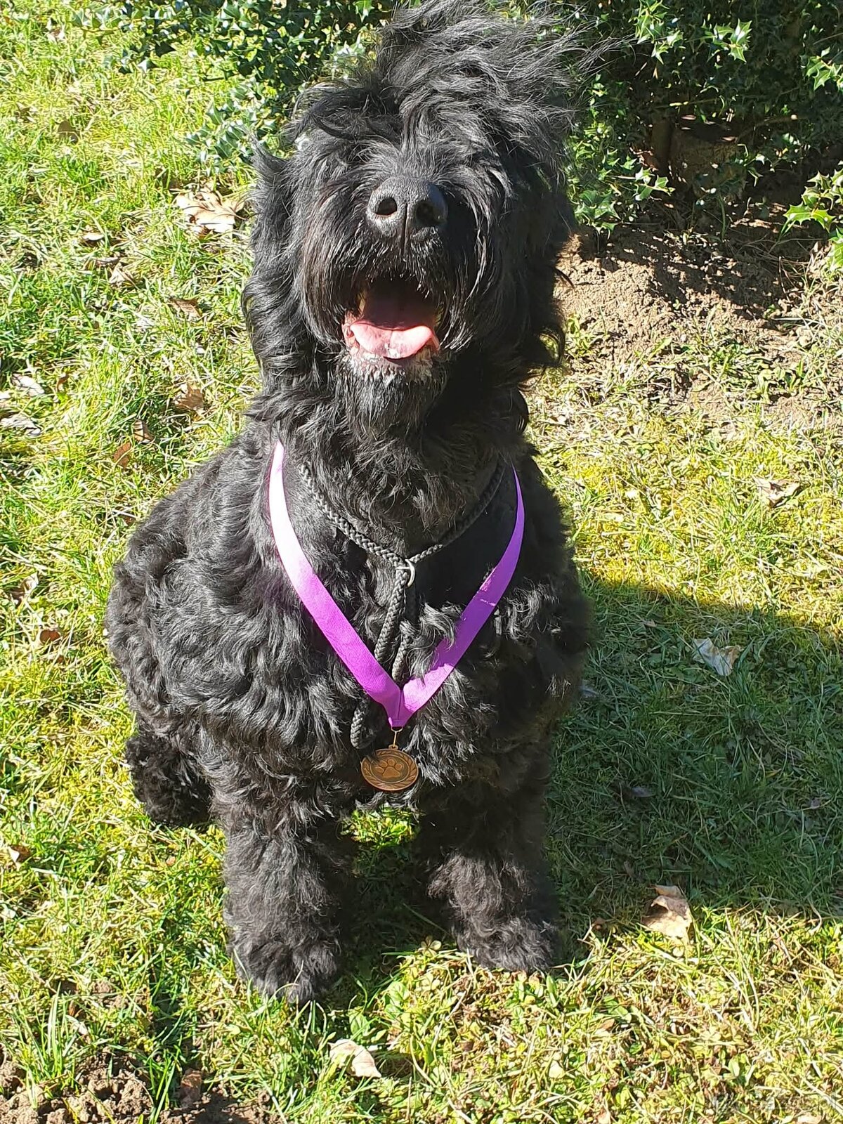 Czarny terier rosyjski - szczeniak - 6