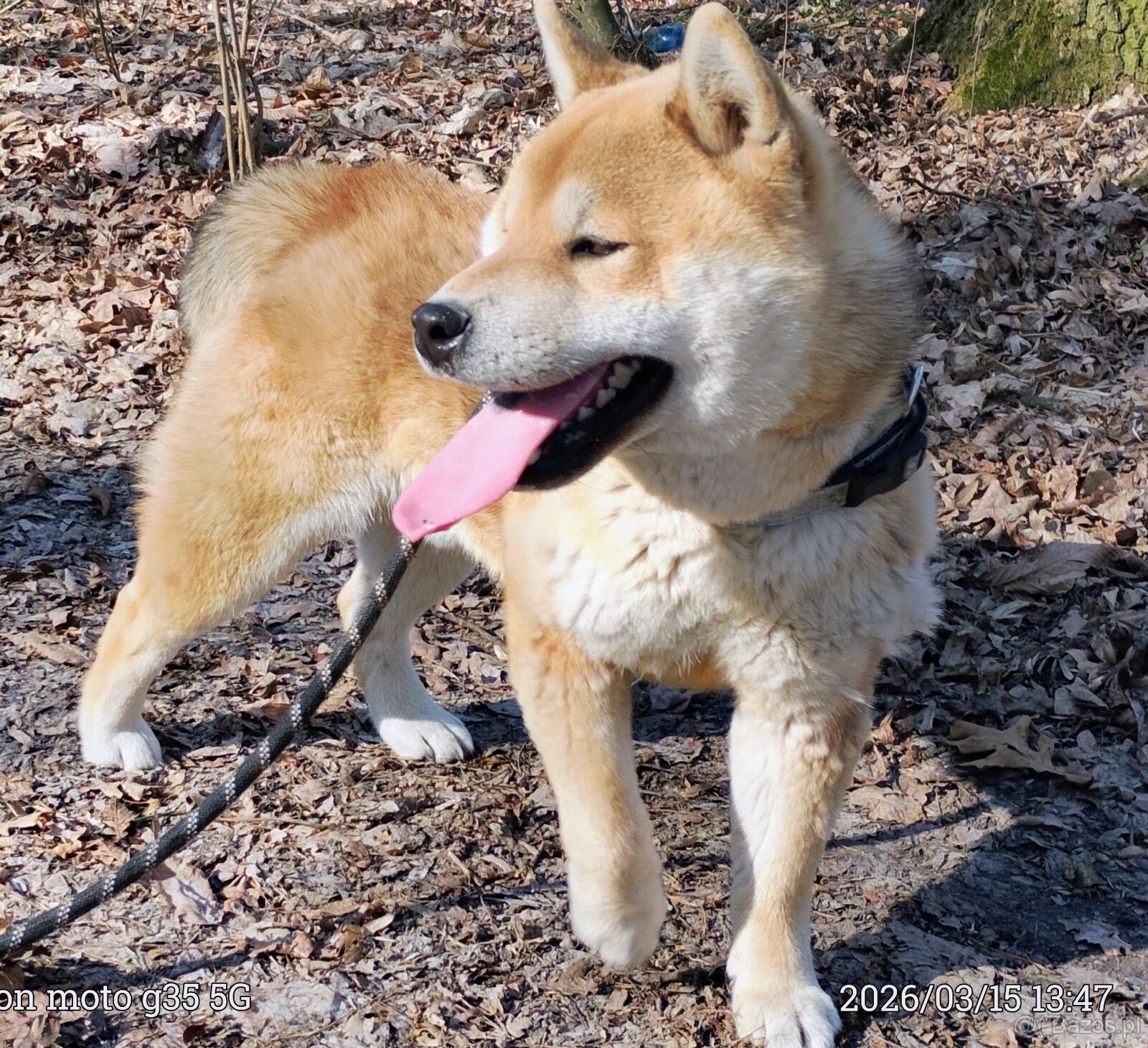 Shiba Inu - czerwony, roczny samczyk - 6