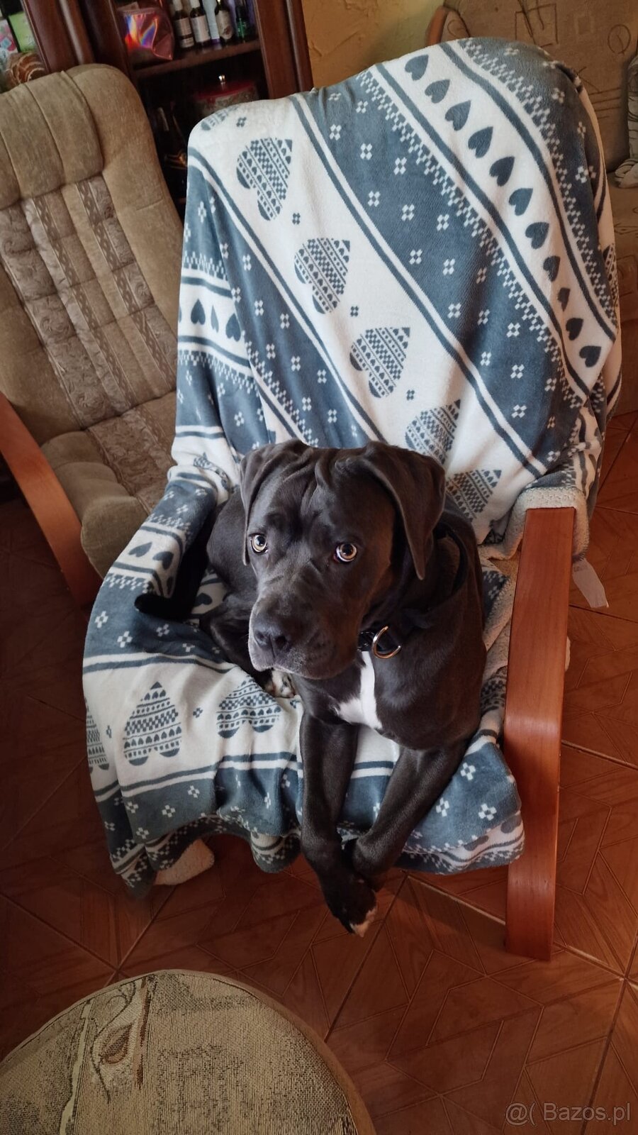 Cane Corso suka 14 miesięcy - 6