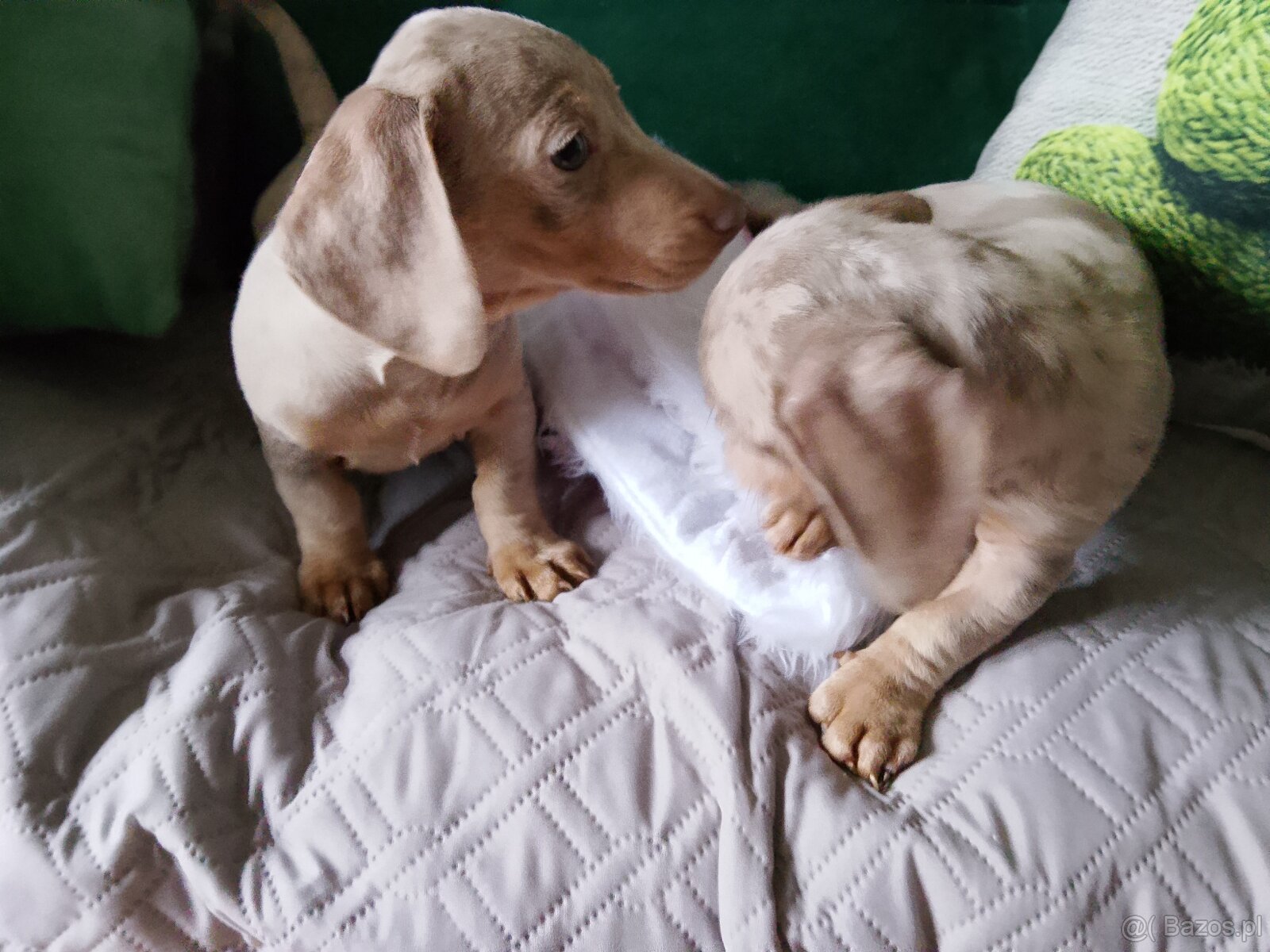 Jamnik miniaturka merle izabell lub gładki izabell - 6