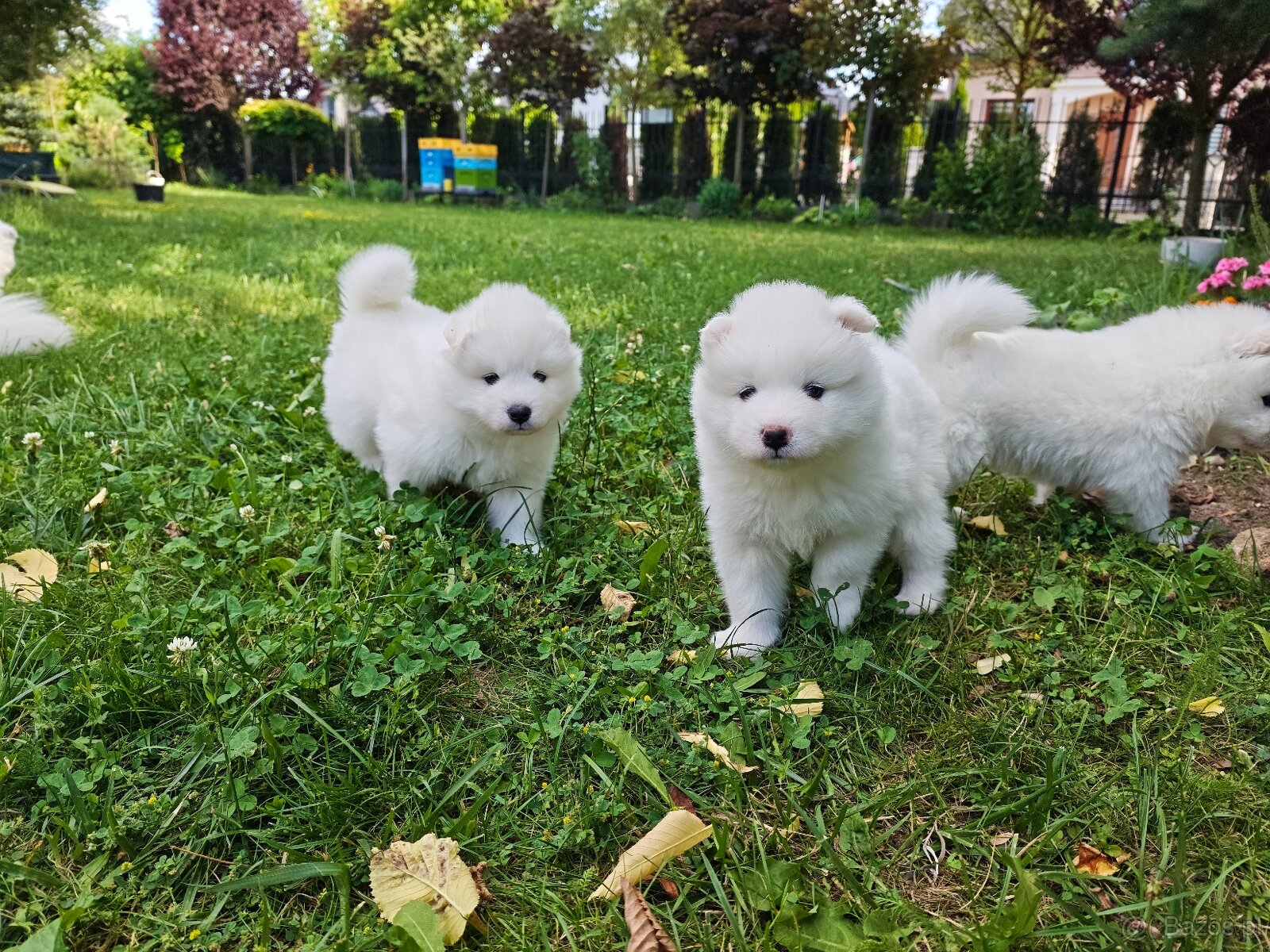 Samoyed szczenięta - 6