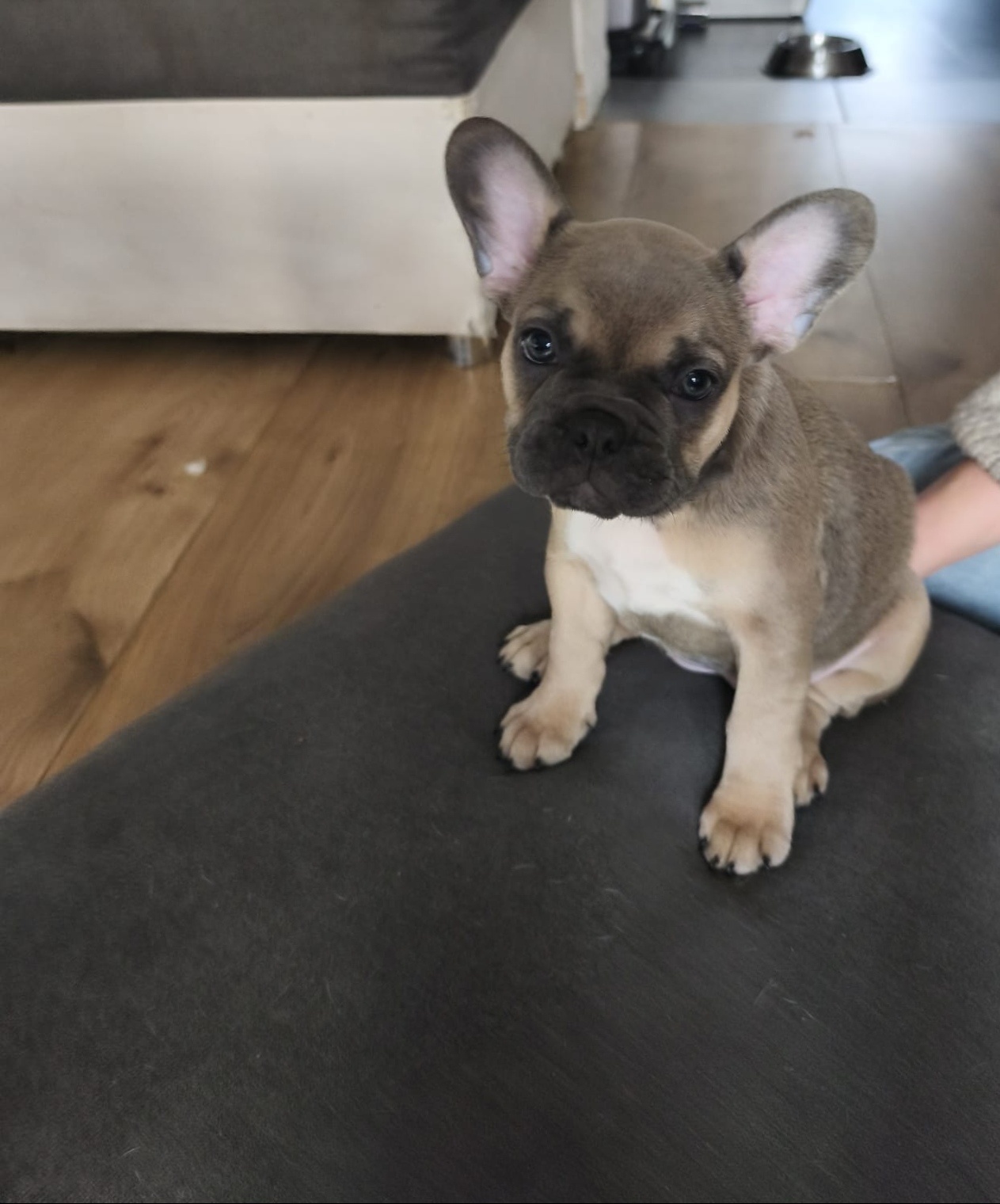 Buldogi francuskie - 6