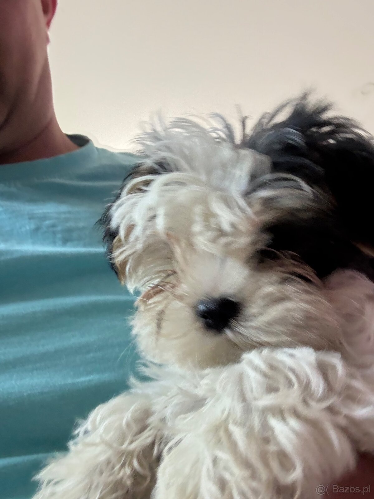 York terier średni - 6