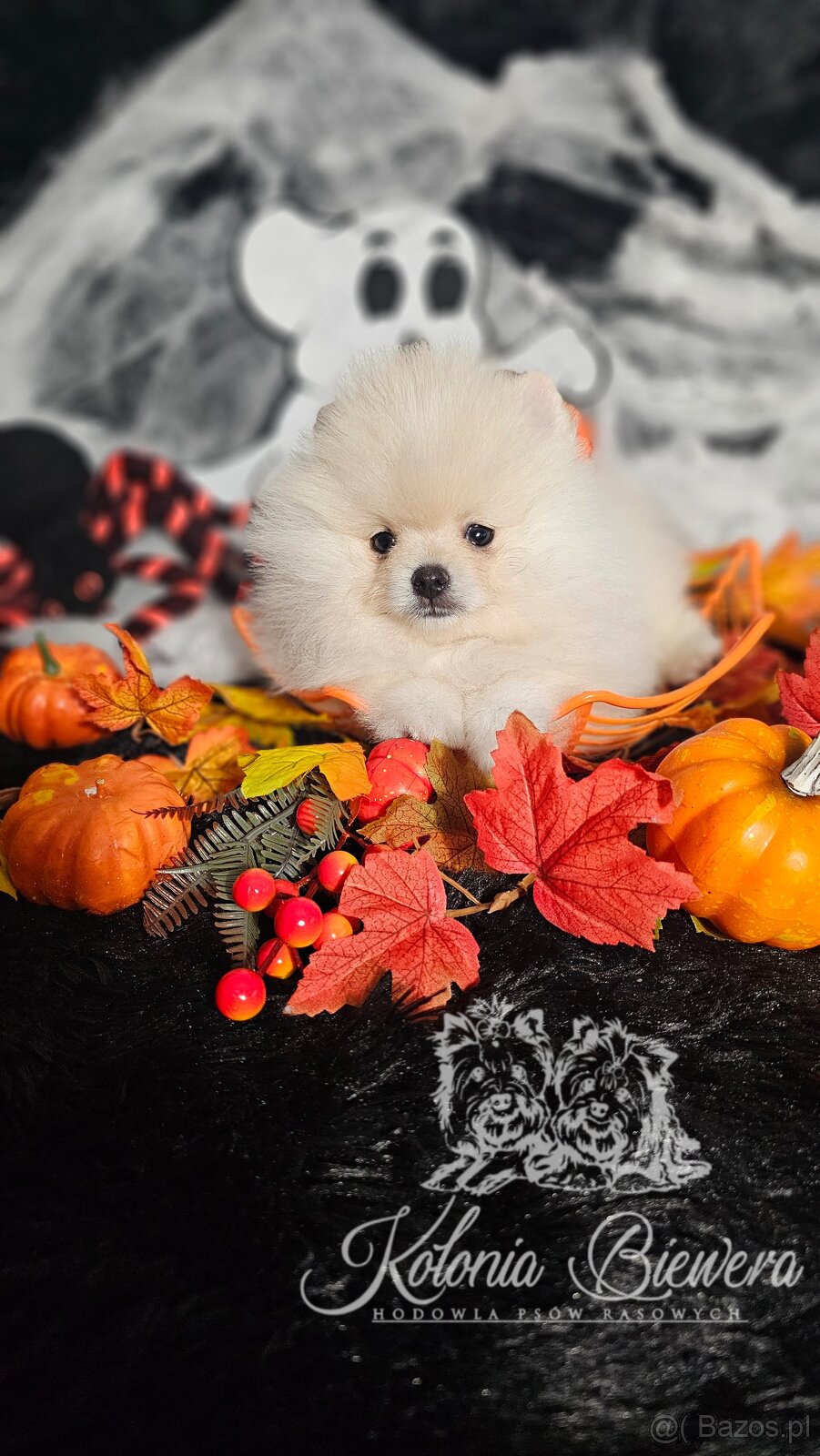 Szpic Miniaturowy/Pomeranian PASZPORT - 6