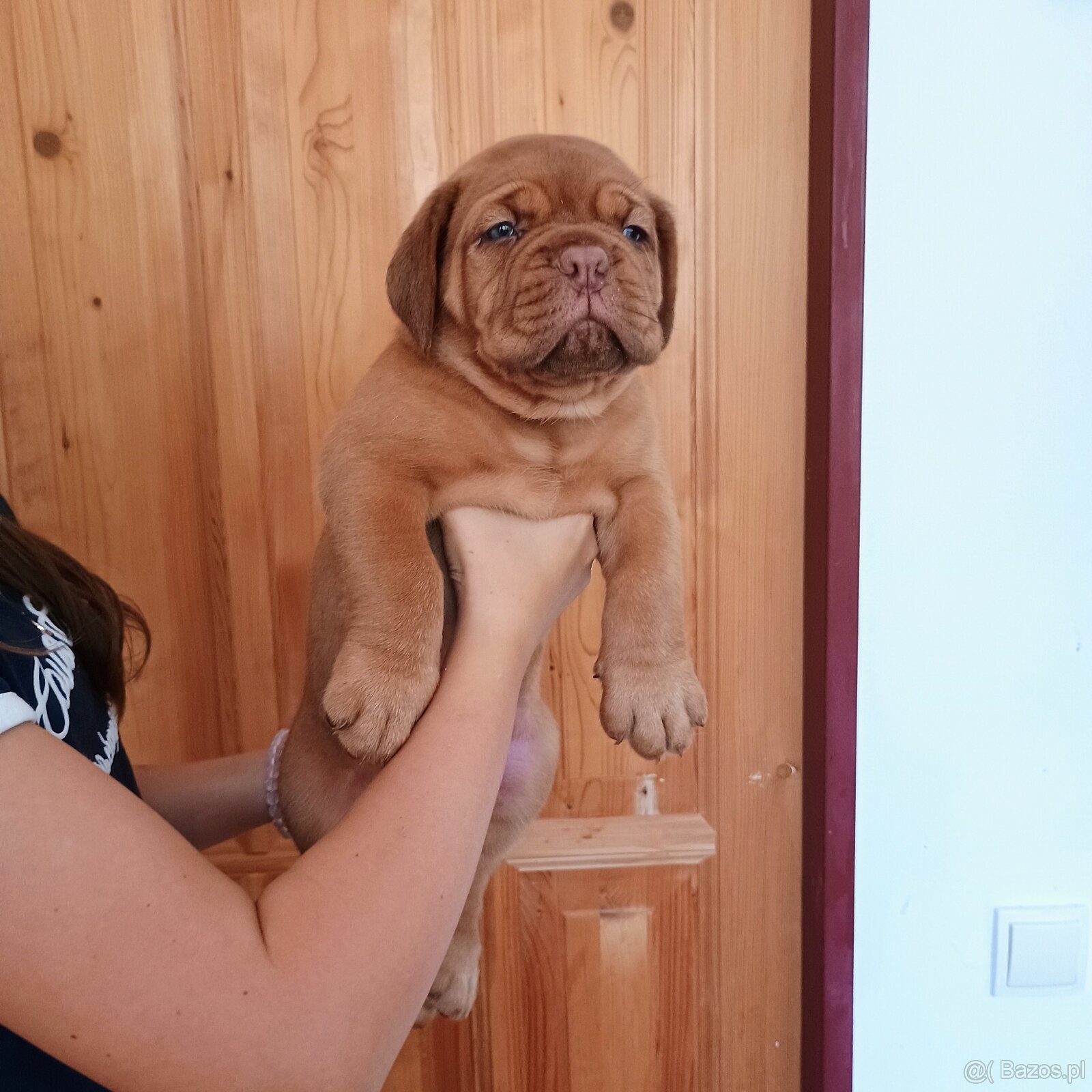Štěňata bordeauxské dogy s PP - 6
