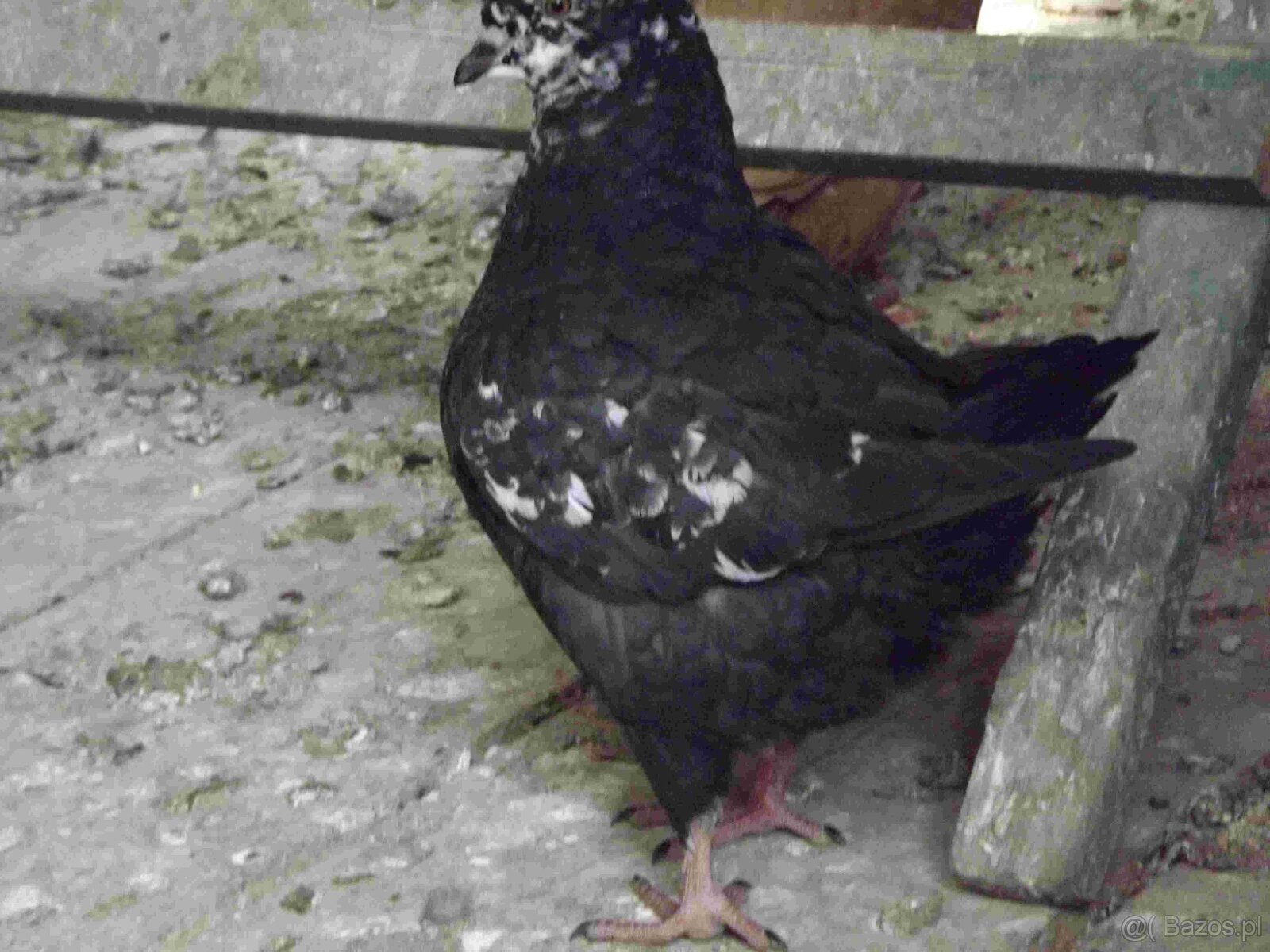 sprzedam gołębie - 6